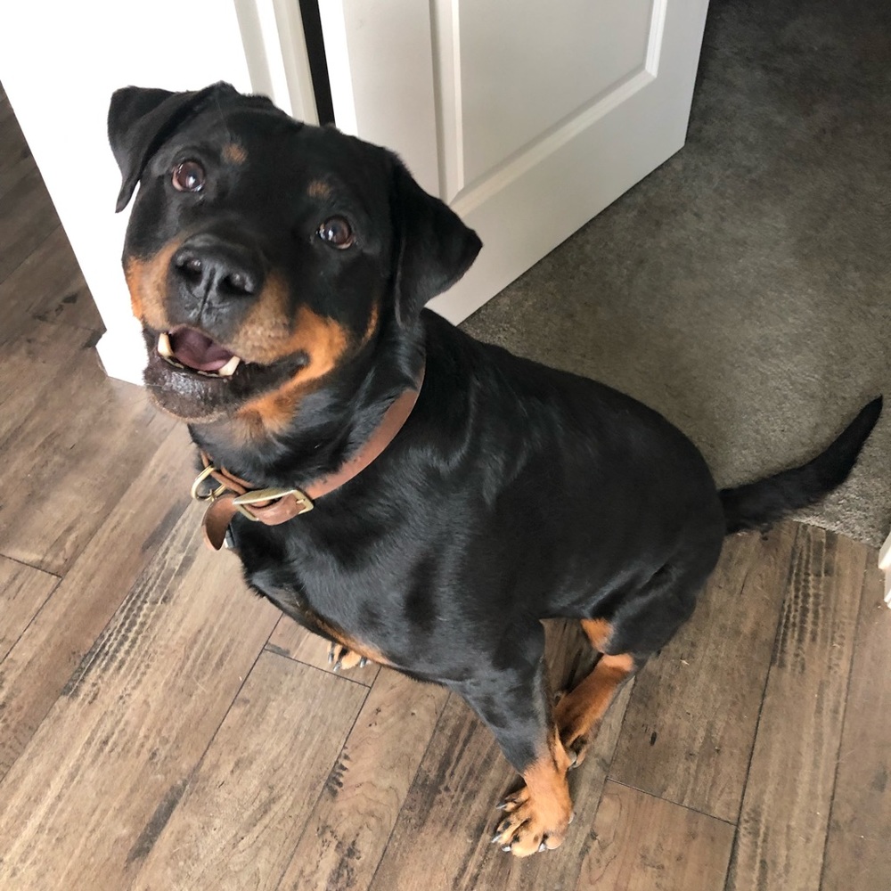 Meet your Posher, Jackson